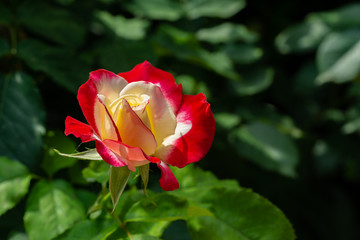 Luxurious rose Double Delight with yellow heart on blurred background of green leaves. Selective focus. Love story. Lyrics and calm. Nature concept for design for valentines day. Place for text.
