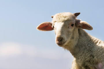 Lovely lamb portrait on a blue sky background.