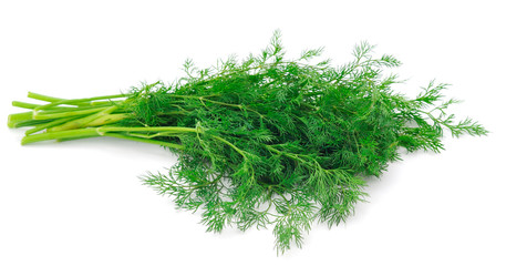 Close up shot of branch of fresh green dill herb leaves.
