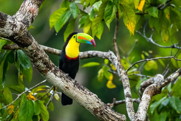 Ramphastos sulfuratus, Keel-billed toucan The bird is perched on the branch in nice wildlife natural environment of Costa Rica