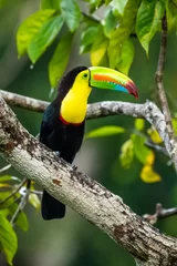 Wandcirkels aluminium Ramphastos sulfuratus, Keel-billed toucan De vogel zit op de tak in een mooie natuur in de natuurlijke omgeving van Costa Rica © vaclav