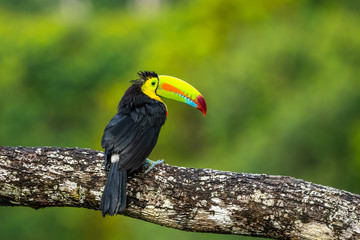 Ramphastos sulfuratus, Keel-billed toucan The bird is perched on the branch in nice wildlife natural environment of Costa Rica
