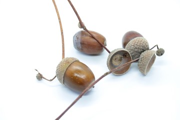 Oak acorns located on a white background