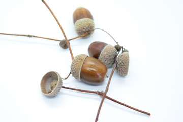 Oak acorns located on a white background