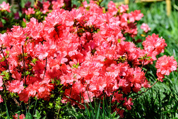 Bush of delicate pink magenta flowers of azalea or Rhododendron plant in a sunny spring Japanese garden,  beautiful outdoor floral background
