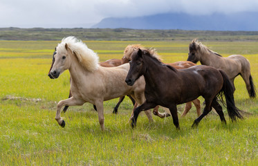 Herd of Icelandic horses in horsetrip  - Powered by Adobe