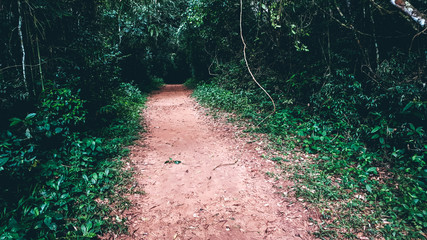 Camino en la selva