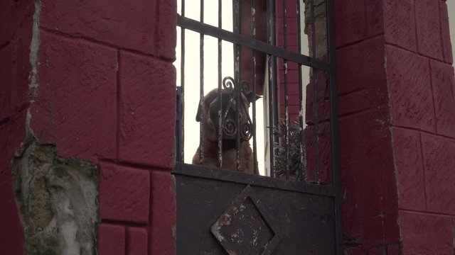 A big brown dog sits behind bars and barks releasing steam from his mouth. Home security