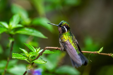 Amazilia decora, Charming Hummingbird, bird feeding sweet nectar from flower pink bloom. Hummingbird behaviour in tropic forest, nature habitat in Corcovado NP, Costa Rica. Two bird in fly, wildlife.
