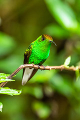 Amazilia decora, Charming Hummingbird, bird feeding sweet nectar from flower pink bloom. Hummingbird behaviour in tropic forest, nature habitat in Corcovado NP, Costa Rica. Two bird in fly, wildlife.