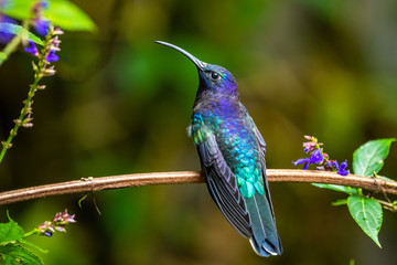 Amazilia decora, Charming Hummingbird, bird feeding sweet nectar from flower pink bloom. Hummingbird behaviour in tropic forest, nature habitat in Corcovado NP, Costa Rica. Two bird in fly, wildlife.