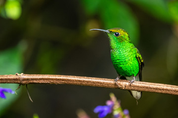 Amazilia decora, Charming Hummingbird, bird feeding sweet nectar from flower pink bloom. Hummingbird behaviour in tropic forest, nature habitat in Corcovado NP, Costa Rica. Two bird in fly, wildlife.