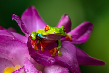 Red-eyed Tree Frog, Agalychnis callidryas, sitting on the green leave in tropical forest in Costa Rica.