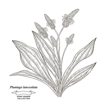 Plantago lanceolata plant hand drawn. Ribwort plantain or English plantain. Medical herbs collection. Vector illustration botanical. Vintage engraving style.