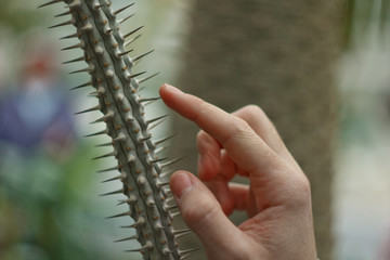 Men's hands touch the cactus needles. Checking humidity in the botanical garden. Blur, clean, bright, modern, colorful, contrast, selective focus. Pain concept.