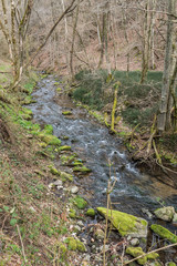 Creek in the woods with moss on the shore