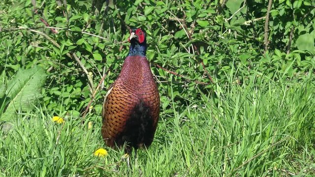 male pheasant sitting on the grassland and looking