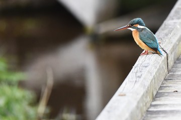 Fototapeta premium Kingfishers, called clear stream jewels or flying jewels, observe water from tree branches and catch small fish and crayfish by jumping into the water at once.