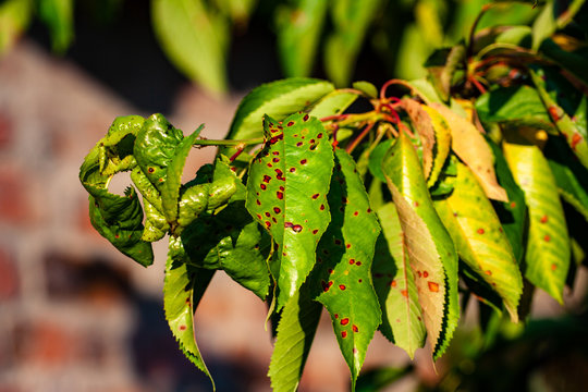 Close-up of a leaf of merry with brown spots caused by fungal diseases