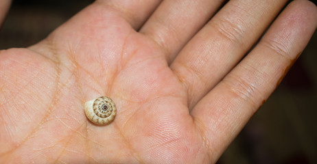 shell of snail on a human hand