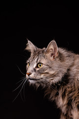 Amazing Norwegian gray-brown forest cat photographed in the studio with bright eyes