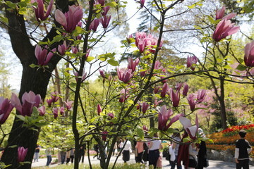 Tulips in the garden