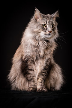 Amazing Norwegian gray-brown forest cat photographed in the studio with bright eyes