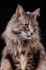 Amazing Norwegian gray-brown forest cat photographed in the studio with bright eyes