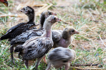 A flock of chicks foraging on the grass