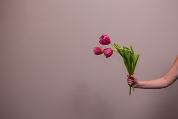 Fototapeta premium Woman's hand holding a pink tulip flower