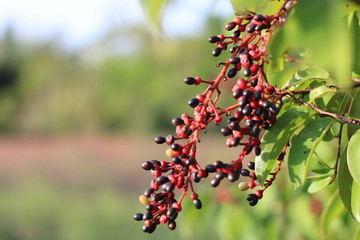 red berries on a branch