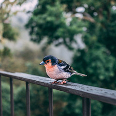 Bird on bench