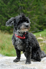 pudel-terriermischling