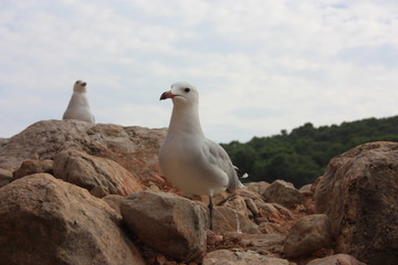 two specimens of white-legged white seagulls perched on a cliff rock observing the horizon waiting for food under a leaden sky in front of the ibiza sea