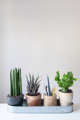 Common spear plant, zebra plant and fern ,green houseplant pot with pencil holder on white table top background