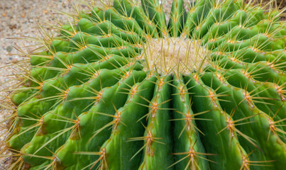 Naklejka na ściany i meble Golden barrel cactus in the garden