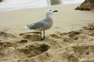 a specimen of snickering or crystalline seagull on the sandy beach has black palms, light plumage and an orange beak in ibiza