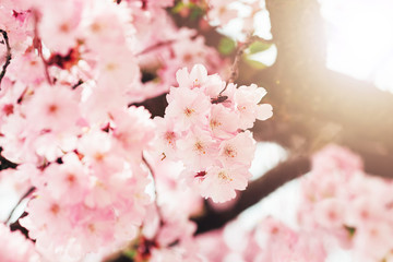 Beautiful sakura blossom pink flowers with a sun flare - 317738116