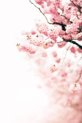 Beautiful sakura blossom pink flowers with white background - 317738137