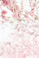 Beautiful sakura blossom soft background blurred free space - 317738188