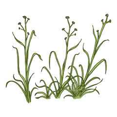 Vector Cartoon Wild Growth Green Grass