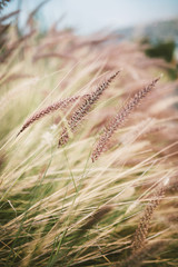 Soft feathers of Pennisetum grass with soft focus and pastel tones - 317738319