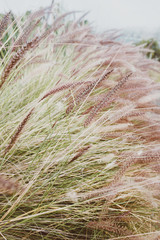 Spike green grass background in soft colors with film grain