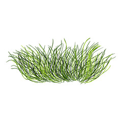 Vector Cartoon Wild Growth Green Grass