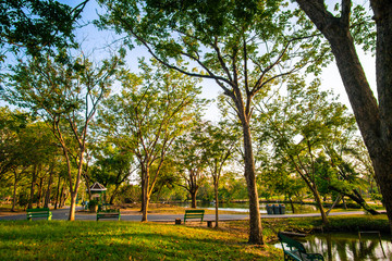 Obraz premium City park sunset light green grass with tree colourful sky cloud