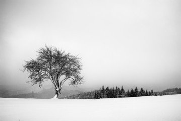 Lonely tree on a hill. Black and white