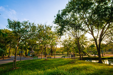 City park sunset light green grass with tree colourful sky cloud