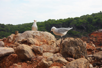 Fototapeta premium two specimens of white-legged white seagulls perched on a cliff rock observing the horizon waiting for food under a leaden sky in front of the ibiza sea