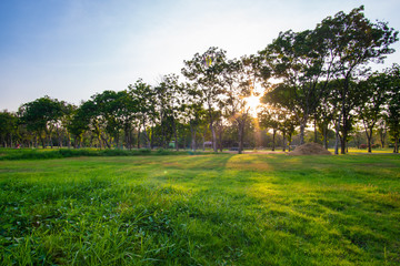 City park sunset light green grass with tree colourful sky cloud