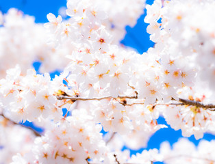 桜　さくら